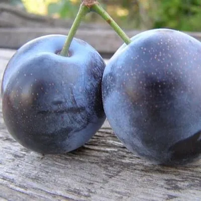 Слива БЛЮФРИ в Мичуринске