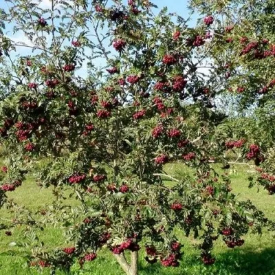 Рябина БУРКА сладкоплодная — описание сорта Рябина БУРКА сладкоплодная в Мичуринске