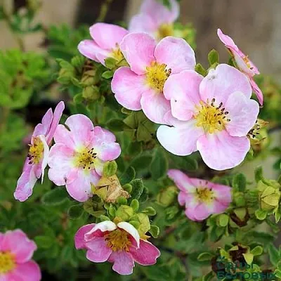 Лапчатка НЬЮ ДАУН кустарниковая в Мичуринске