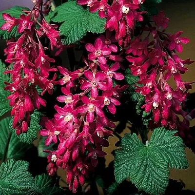 Смородина кроваво-красная в Мичуринске