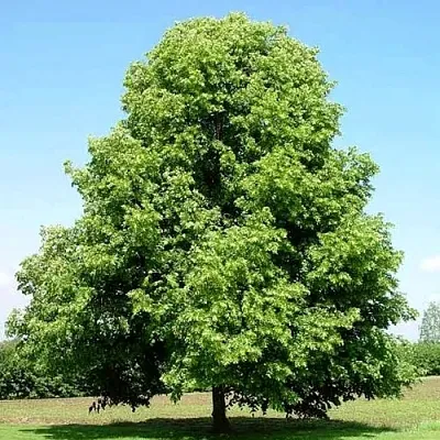 Липа мелколистная в Мичуринске