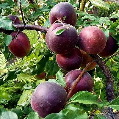 Шарафуга БЕЛЛА РОЯЛЬ в Мичуринске