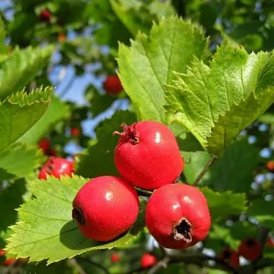 Боярышник МЯГКОВАТЫЙ  Боярышник МЯГКОВАТЫЙ в Мичуринске