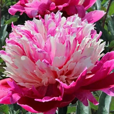 Пион ДЕЙДРИМ травянистый  Пион ДЕЙДРИМ травянистый в Мичуринске