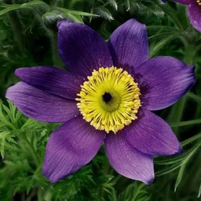 Прострел ПИНВИЛ БЛЮ ШЕЙДЕС в Мичуринске