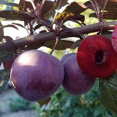 Слива ПАННА  в Мичуринске