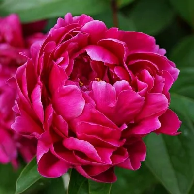 Пион ЛУИ ВАН-ГУТТ травянистый  Пион ЛУИ ВАН-ГУТТ травянистый в Мичуринске