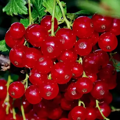 Смородина красная СЕРПАНТИН в Мичуринске