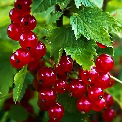 Смородина красная РОЛАН в Мичуринске