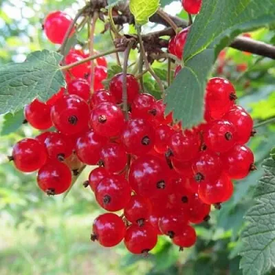 Смородина красная КРАСНАЯ АНДРЕЙЧЕНКО в Мичуринске