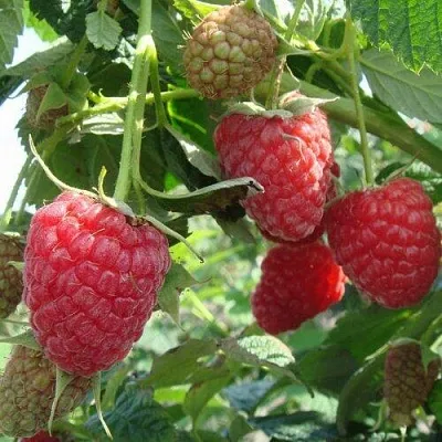 Малина КОЛОКОЛЬЧИК  Малина КОЛОКОЛЬЧИК в Мичуринске