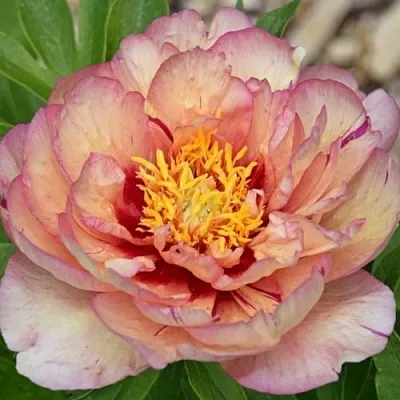 Пион КЭЛЛИС МЕМОРИ ито-гибрид  Пион КЭЛЛИС МЕМОРИ ито-гибрид в Мичуринске