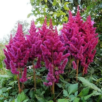 Астильба ВИЖНС китайская  Астильба ВИЖНС китайская в Мичуринске