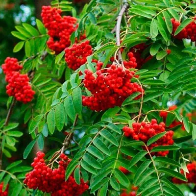 Рябина ПЛАКУЧАЯ сладкоплодная  Рябина ПЛАКУЧАЯ сладкоплодная в Мичуринске