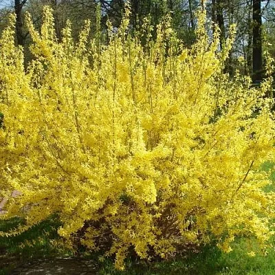 Форзиция ФОРЧУНА  Форзиция ФОРЧУНА в Мичуринске