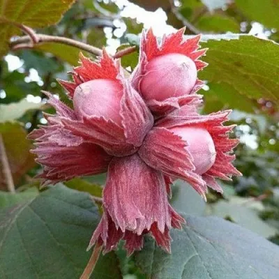 Фундук СКАРЛЕТТ  Фундук СКАРЛЕТТ в Мичуринске