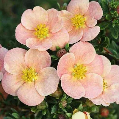 Лапчатка ДЕЙДАУН кустарниковая  в Мичуринске