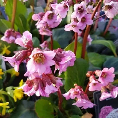 Бадан БЭБИ ДОЛЛ  Бадан БЭБИ ДОЛЛ в Мичуринске