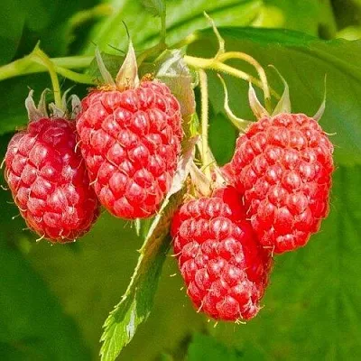 Малина ИЗОБИЛЬНАЯ в Мичуринске