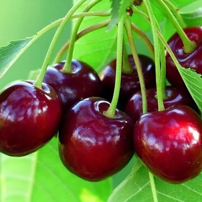 Вишня ВЯНОК  Вишня ВЯНОК в Мичуринске