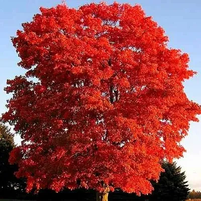 Дуб красный  в Мичуринске