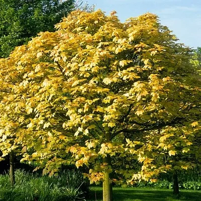 Клен ложноплатановый в Мичуринске