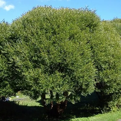 Ива ломкая   Ива ломкая  в Мичуринске
