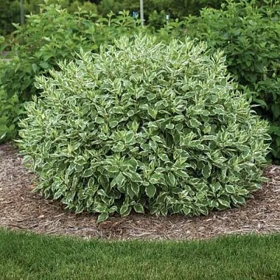 Дерен ЭЛЕГАНТИССИМА белый в Мичуринске