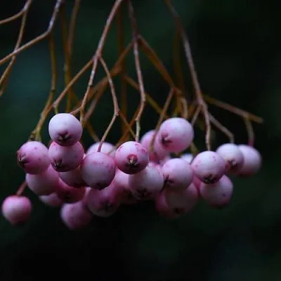 Рябина ПЕКИНСКАЯ сладкоплодная  Рябина ПЕКИНСКАЯ сладкоплодная в Мичуринске