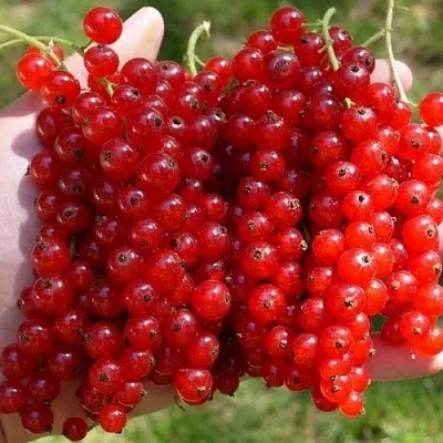 Смородина красная РЕД ПУЛ в Мичуринске