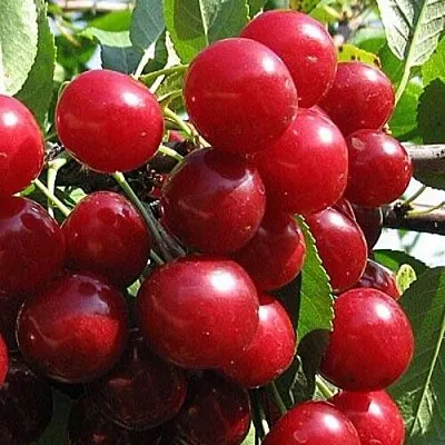 Вишня ГЛУБОКСКАЯ  Вишня ГЛУБОКСКАЯ в Мичуринске