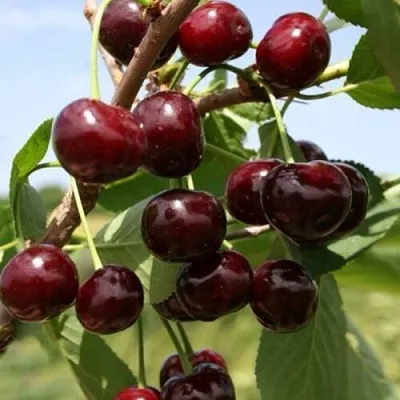 Вишня ГРИОТ БЕЛОРУССКИЙ  Вишня ГРИОТ БЕЛОРУССКИЙ в Мичуринске