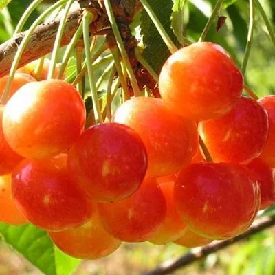 Черешня СОПЕРНИЦА  Черешня СОПЕРНИЦА в Мичуринске