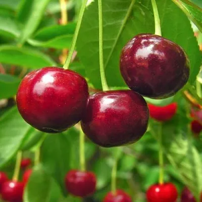 Вишня УЙФЕХЕРТОЙ ФЮРТОШ  Вишня УЙФЕХЕРТОЙ ФЮРТОШ в Мичуринске