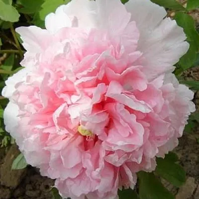 Пион БУКЕТ РОЗОВЫХ ГВОЗДИК древовидный  Пион БУКЕТ РОЗОВЫХ ГВОЗДИК древовидный в Мичуринске