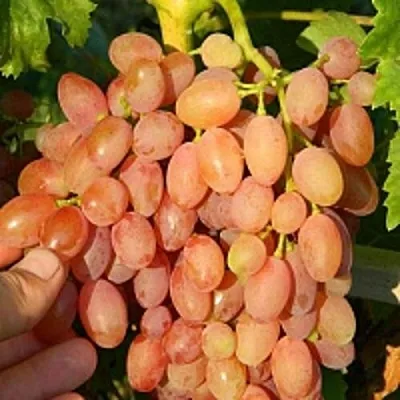 Виноград КИШМИШ ЛУЧИСТЫЙ  Виноград КИШМИШ ЛУЧИСТЫЙ в Мичуринске