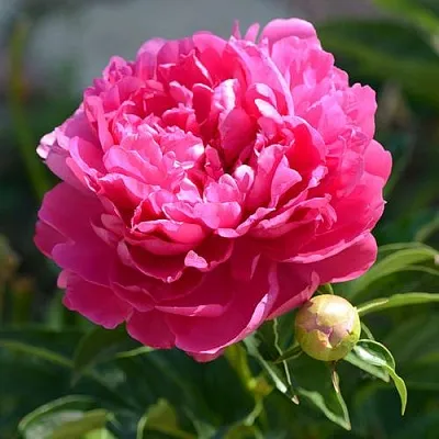 Пион БУШЕЛА травянистый  Пион БУШЕЛА травянистый в Мичуринске