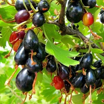 Смородина золотистая БОКАЛИНСКАЯ  Смородина золотистая БОКАЛИНСКАЯ в Мичуринске