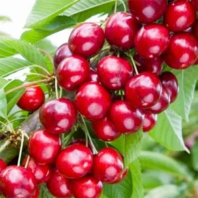 Вишня МАЛЮТКА колонновидная  Вишня МАЛЮТКА колонновидная в Мичуринске