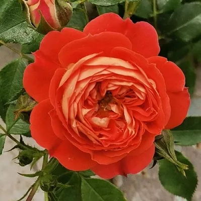 Саженцы роз СТАРЛЕТ РОУЗ КАРМЕН плетистая  Саженцы роз СТАРЛЕТ РОУЗ КАРМЕН плетистая в Мичуринске