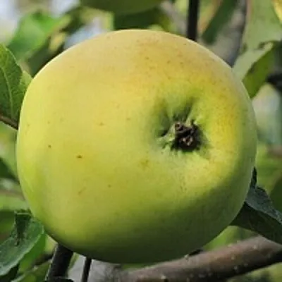 Яблоня РОССИЯНКА  Яблоня РОССИЯНКА в Мичуринске