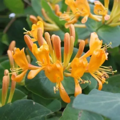 Жимолость ТЕЛЬМАНА в Мичуринске