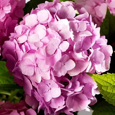 Гортензия БУКЕТ РОУЗ крупнолистная в Мичуринске