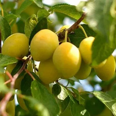 Слива ОЧАКОВСКАЯ ЖЕЛТАЯ в Мичуринске