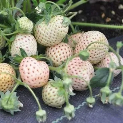 Клубника АНАНАСА ремонтантная — описание сорта Клубника АНАНАСА ремонтантная в Мичуринске