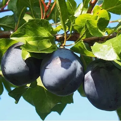 Слива ВОЛАТ в Мичуринске