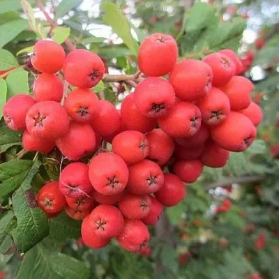 Рябина НЕВЕЖИНСКАЯ сладкоплодная  Рябина НЕВЕЖИНСКАЯ сладкоплодная в Мичуринске