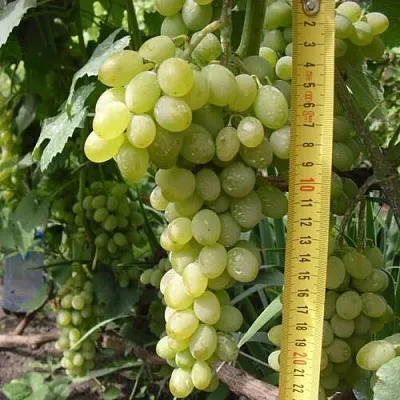 Виноград АНАНАСНЫЙ РАННИЙ  Виноград АНАНАСНЫЙ РАННИЙ в Мичуринске