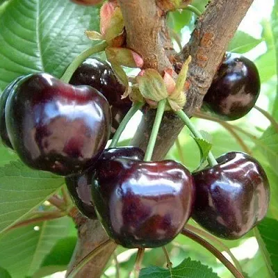 Черешня МУСКАТНАЯ  Черешня МУСКАТНАЯ в Мичуринске