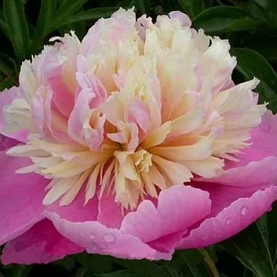 Пион ВЕСЕННЯЯ ПАЛИТРА травянистый  Пион ВЕСЕННЯЯ ПАЛИТРА травянистый в Мичуринске